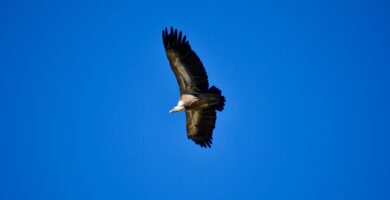 flying black and brown bird during day