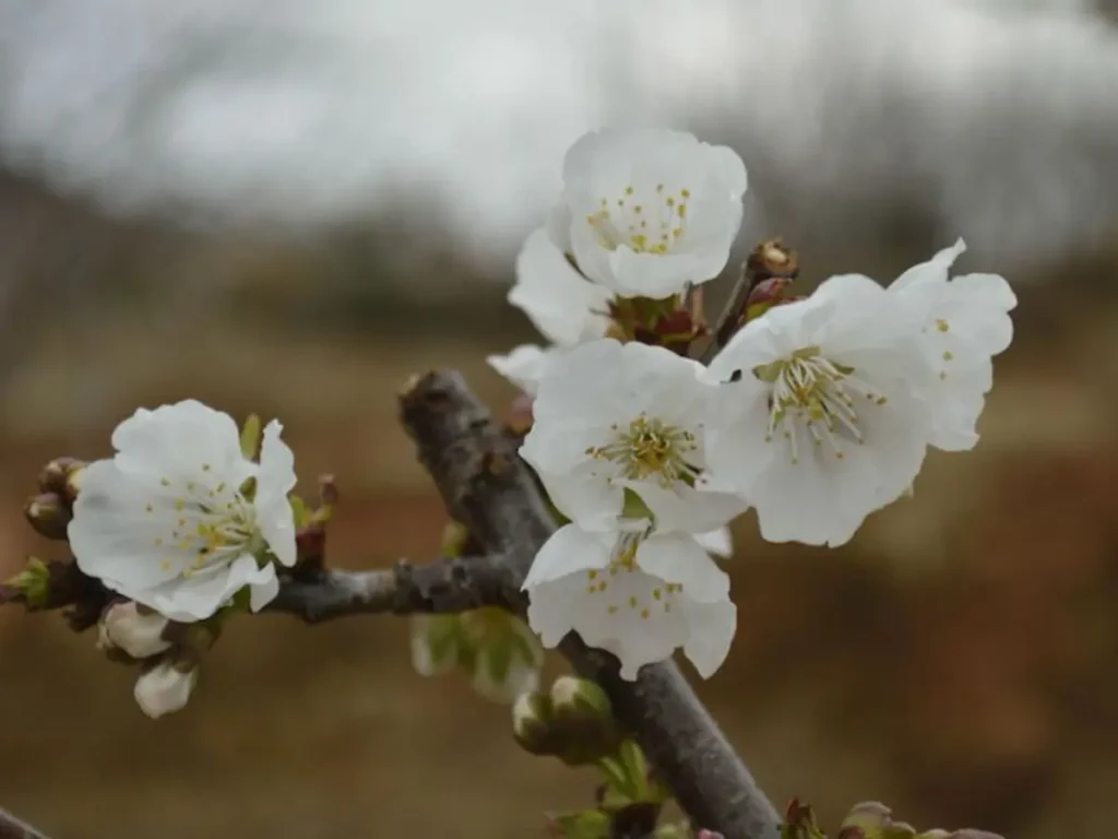 Cerezo en Flor 2025 Un Espectáculo Natural que Conquista el Valle del Jerte